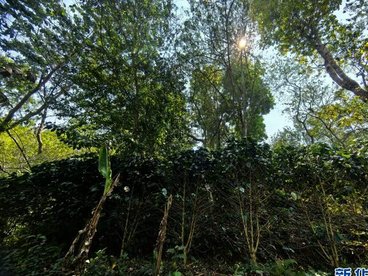 云南西双版纳：茶韵融文旅 古茶山三产融合赋能乡村振兴