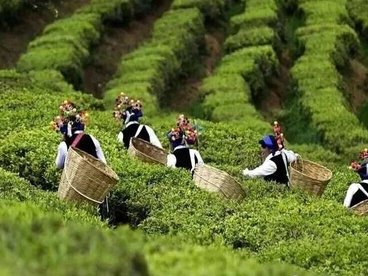 南涧白茶的前世今生