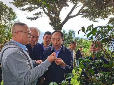 全国人大官微发布:云南人大立法守护古茶林千年茶韵