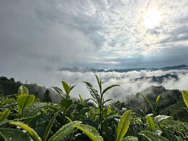 端午复工怎么快速找回状态?答案藏在洪雅茶里
