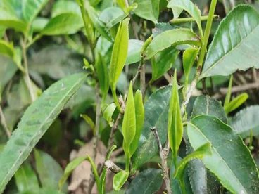 春尽茶香浓 隆阳瓦房乡规范化运营赋能茶产业提质