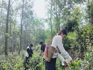 保山水源村：“四联”串起产业链 高山云雾茶飘香