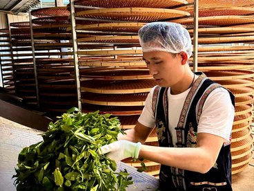 昌宁漭水镇:4.4万亩春茶喜获丰收