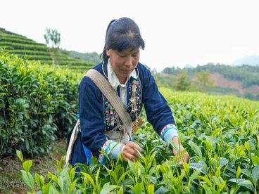 宁洱:小背篓背出45亿元茶产业