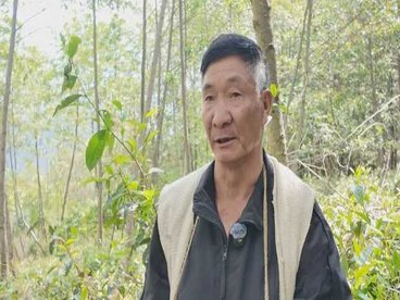 春尽茶香浓 隆阳瓦房乡规范化运营赋能茶产业提质