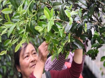 昌宁漭水镇:4.4万亩春茶喜获丰收