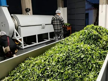 怒江福贡:茶山飘香日子甜 沪滇协作绘新篇
