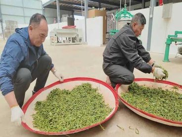 保山水源村：“四联”串起产业链 高山云雾茶飘香