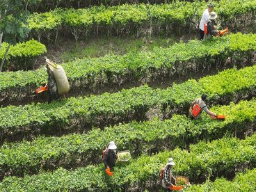 勐海勐满镇:以机采“小切口” 铺就茶农增收“快车道”