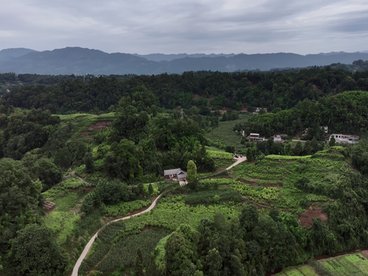 花香上瓦绘美景 栀子产业助振兴